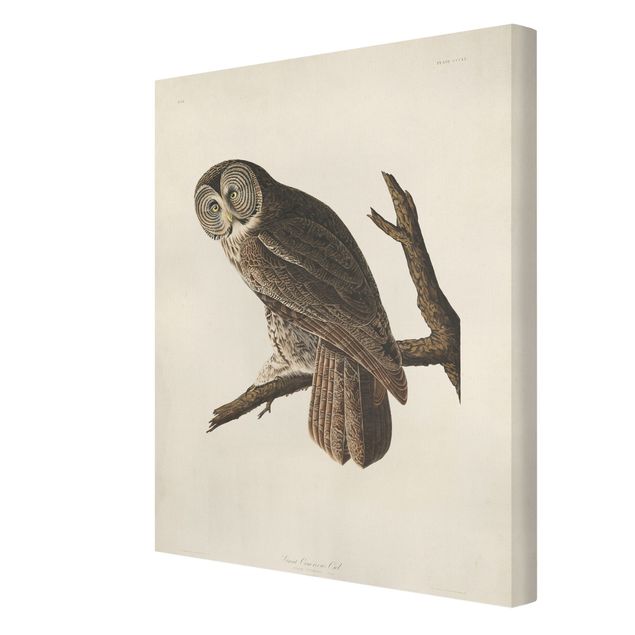 Canvas schilderijen Vintage Board Great Owl