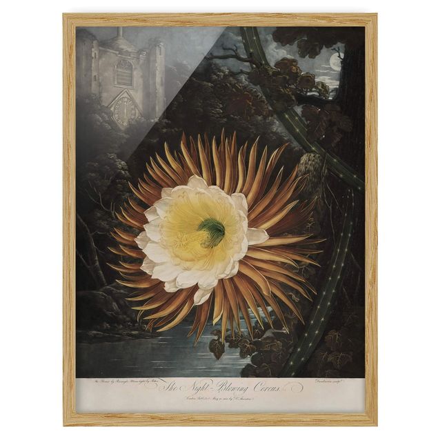Ingelijste posters Botany Vintage Illustration Cactus Flower