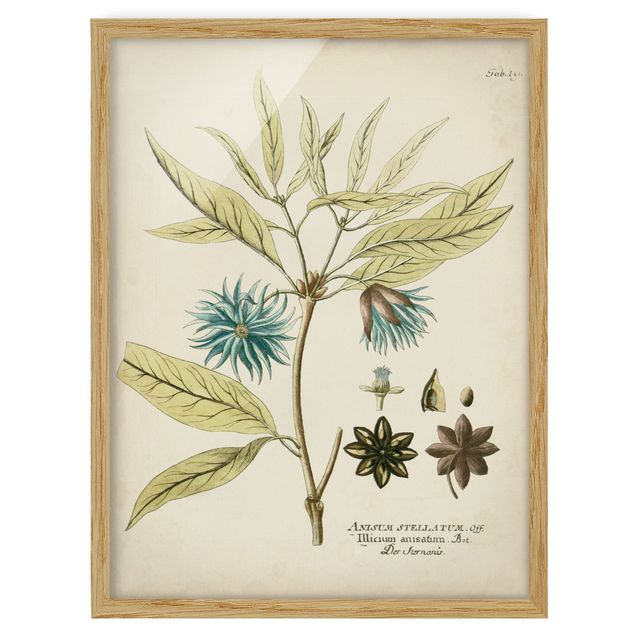 Ingelijste posters Vintage Botany In Blue Star Anise
