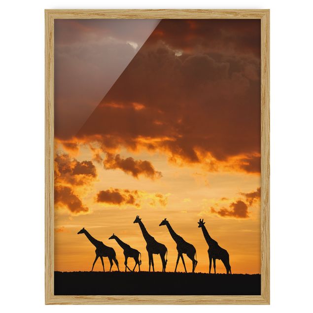 Ingelijste posters Five Giraffes