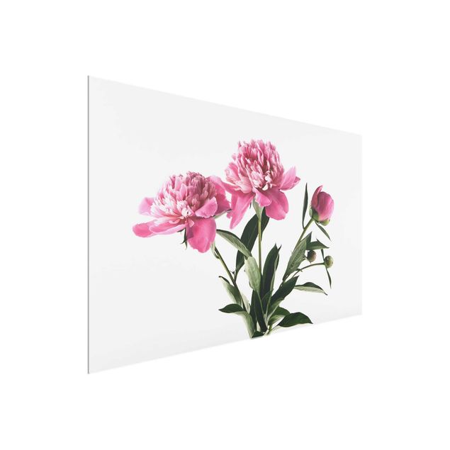 Glasschilderijen Pink Flowers And Buds On White