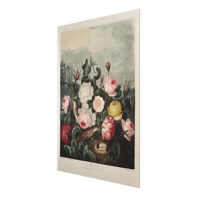 Glasschilderijen Botany Vintage Illustration Of Roses