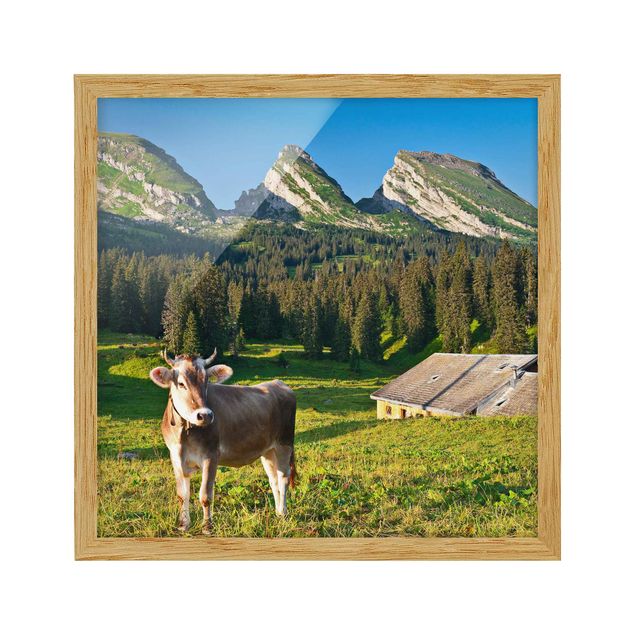 Ingelijste posters Swiss Alpine Meadow With Cow