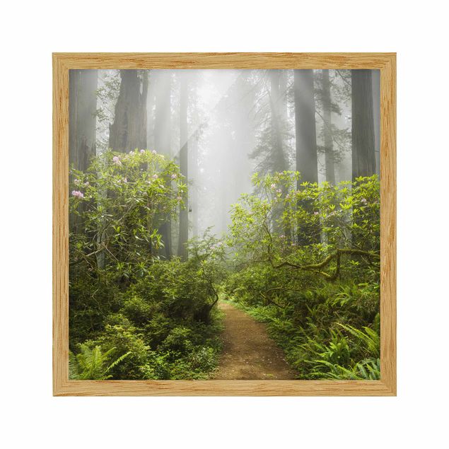 Ingelijste posters Misty Forest Path