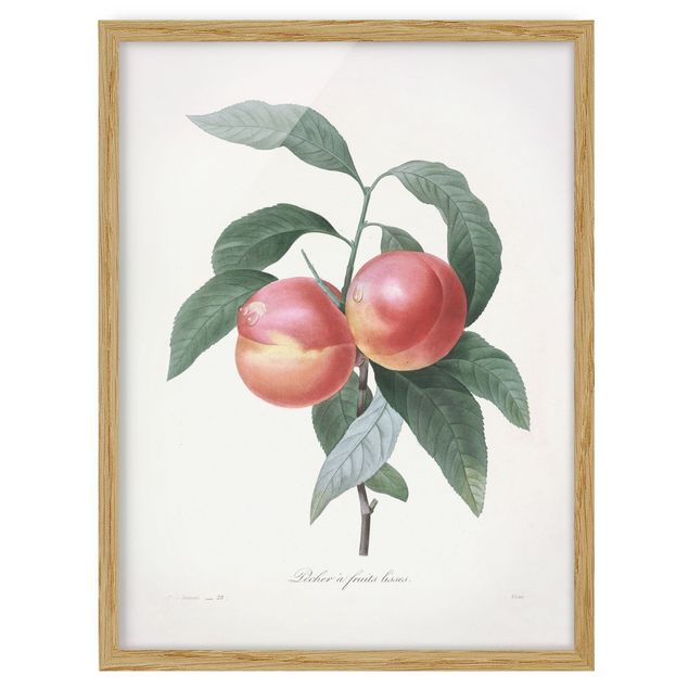 Ingelijste posters Botany Vintage Illustration Peach