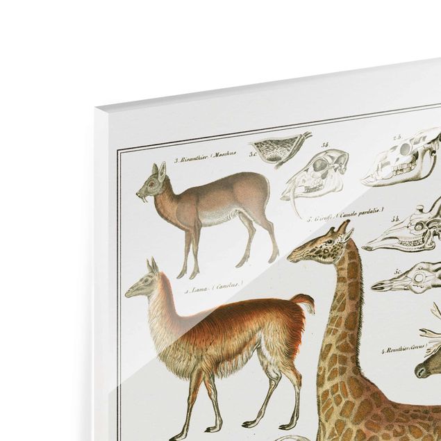Glasschilderijen Vintage Board Giraffe, Camel And IIama