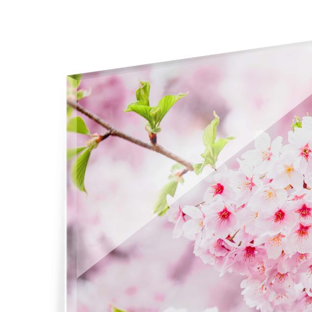 Glasschilderijen Japanese Cherry Blossoms