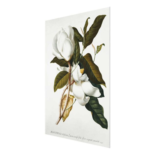 Glasschilderijen Georg Dionysius Ehret - Magnolia