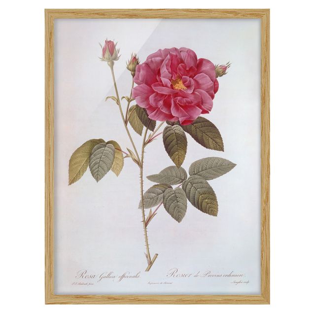 Ingelijste posters Pierre Joseph Redoute - Apothecary's Rose