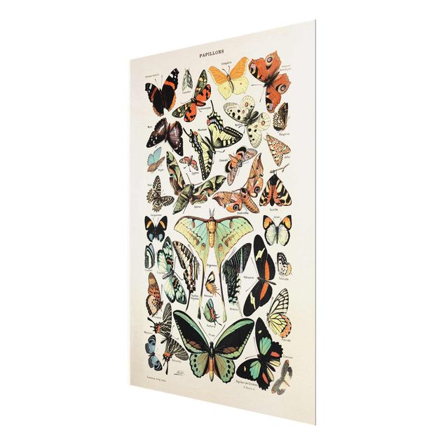Glasschilderijen Vintage Board Butterflies And Moths