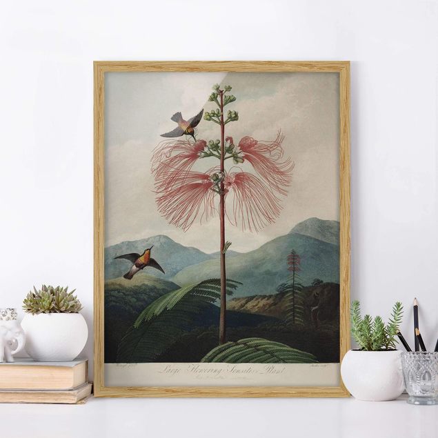 Ingelijste posters Botany Vintage Illustration Flower And Hummingbird
