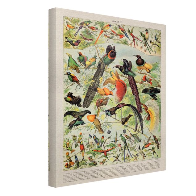 Canvas schilderijen Vintage Board Birds Of Paradise