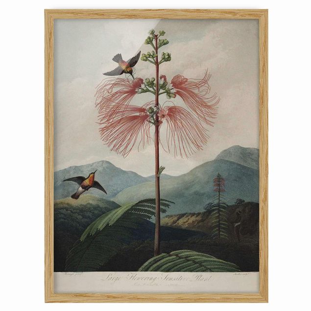 Ingelijste posters Botany Vintage Illustration Flower And Hummingbird