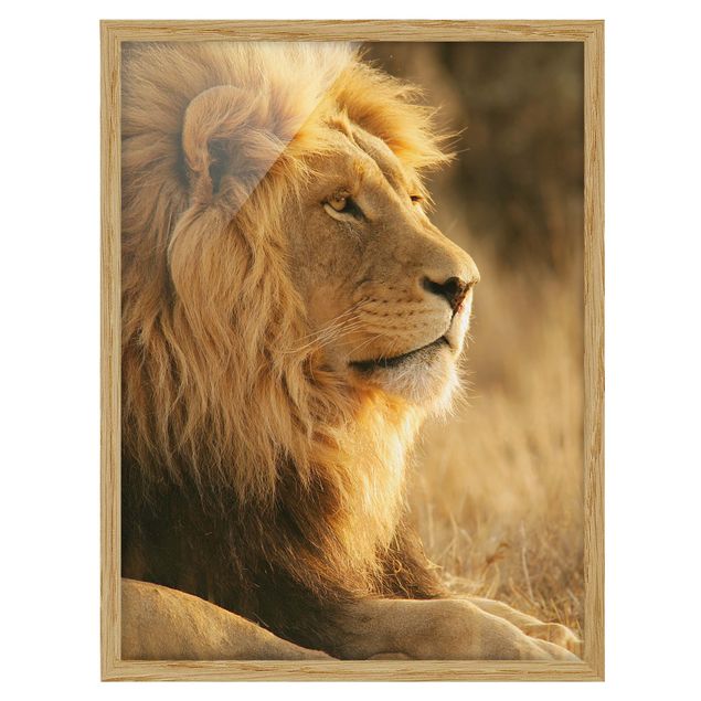 Ingelijste posters King Lion