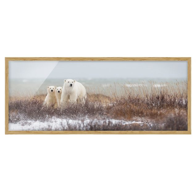 Ingelijste posters Polar Bear And Her Cubs