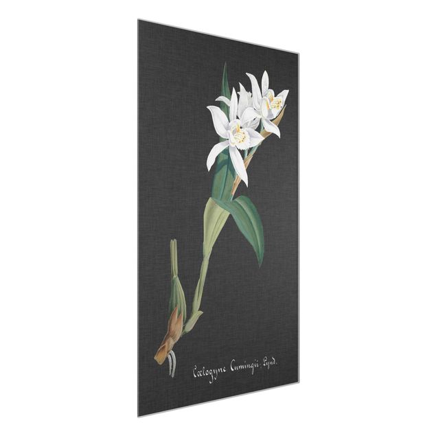 Glasschilderijen White Orchid On Linen II
