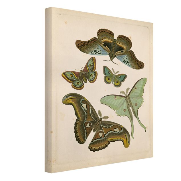 Canvas schilderijen Vintage Illustration Exotic Butterflies II
