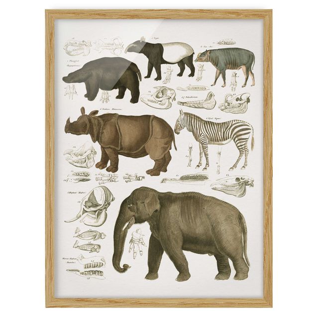 Ingelijste posters Vintage Board Elephant, Zebra And Rhino