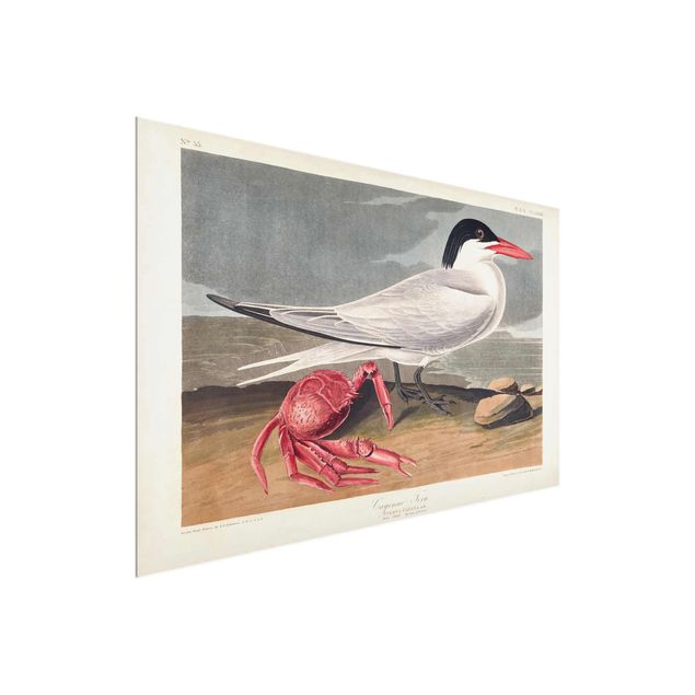Glasschilderijen Vintage Board Sandwich Tern