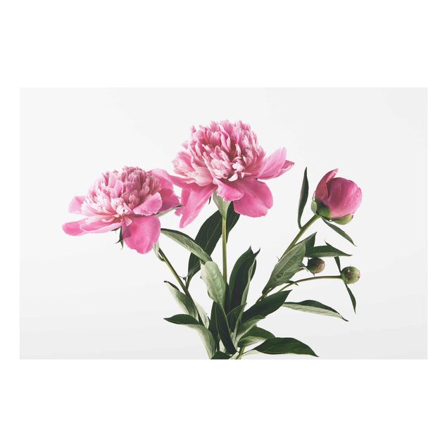 Glasschilderijen Pink Flowers And Buds On White