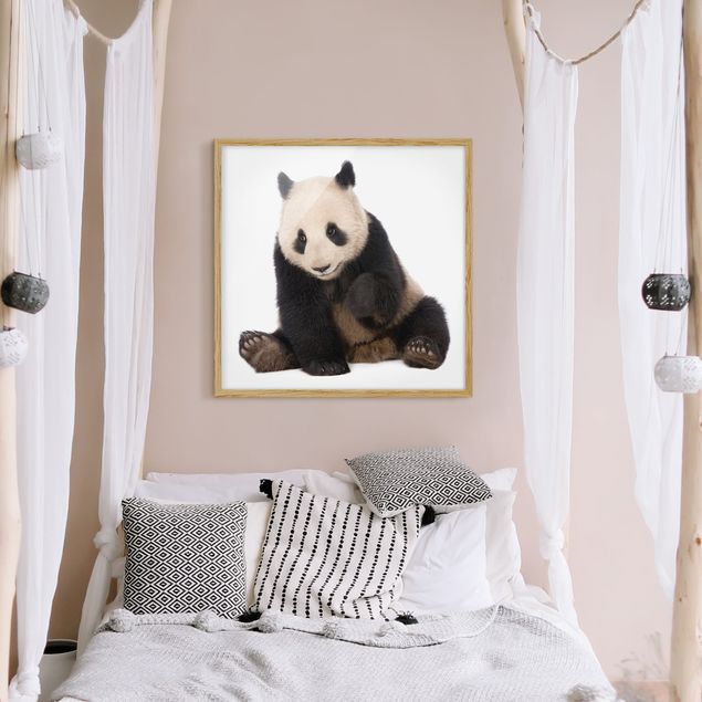 Ingelijste posters Panda Paws