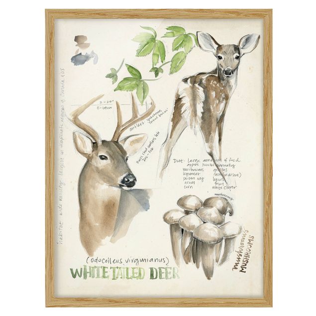 Ingelijste posters Wilderness Journal - Deer