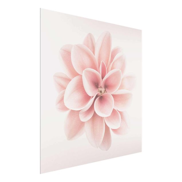 Glasschilderijen Dahlia Pink Pastel Flower Centered