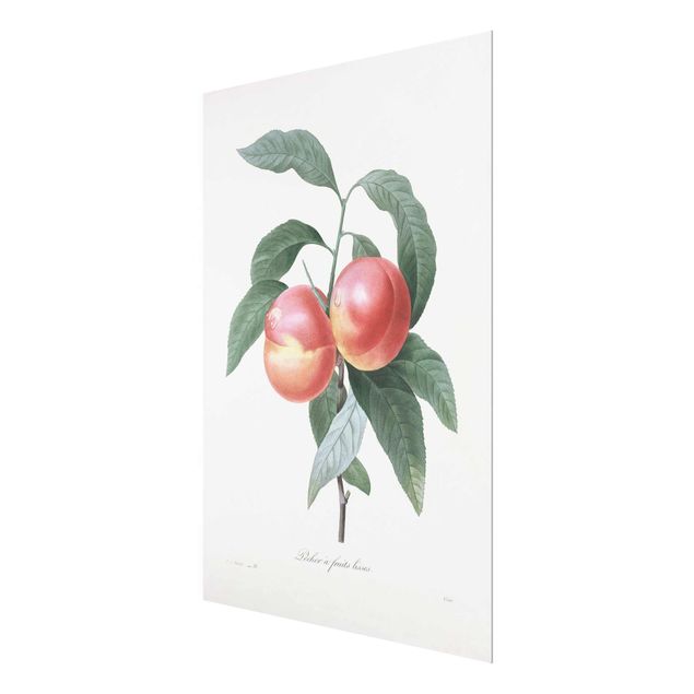 Glasschilderijen Botany Vintage Illustration Peach