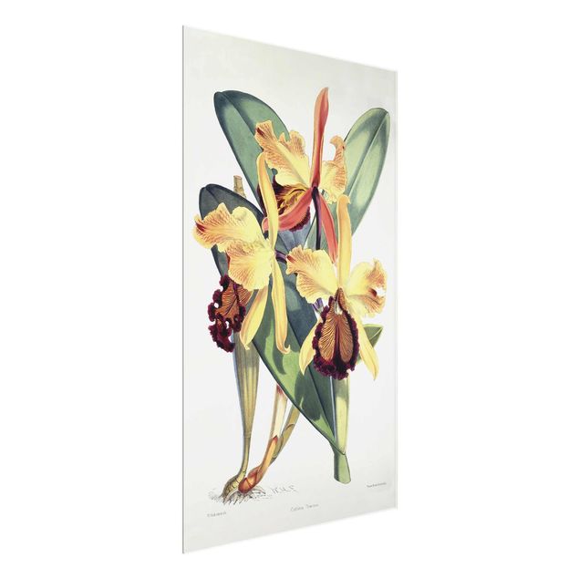Glasschilderijen Walter Hood Fitch - Orchid