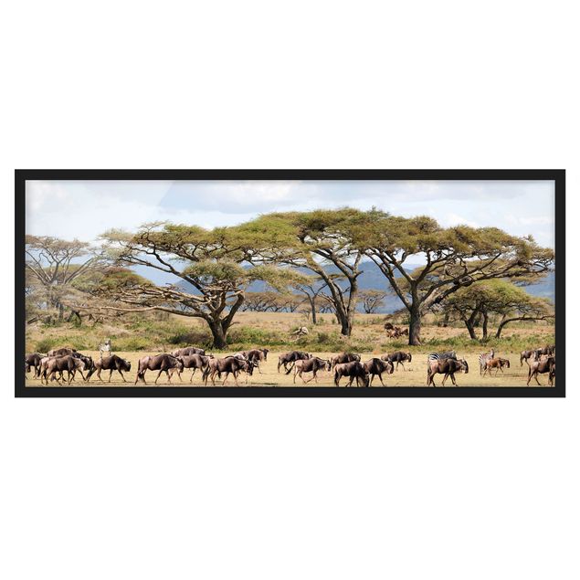 Ingelijste posters Herd Of Wildebeest In The Savannah