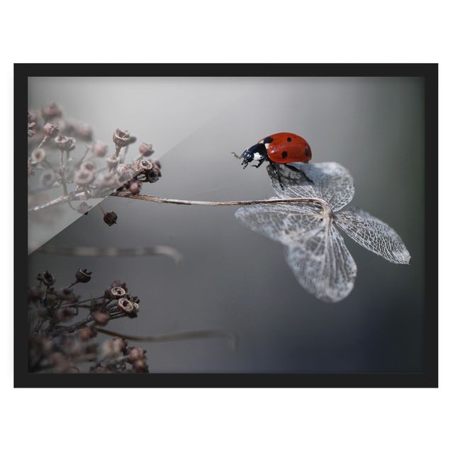 Ingelijste posters Ladybird On Hydrangea