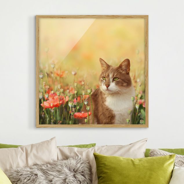 Ingelijste posters Cat In A Field Of Poppies