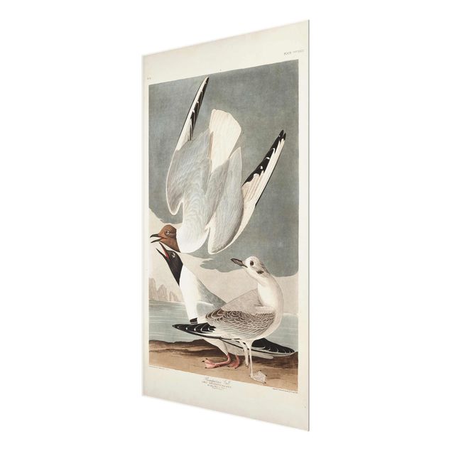 Glasschilderijen Vintage Board Bonaparte Gull