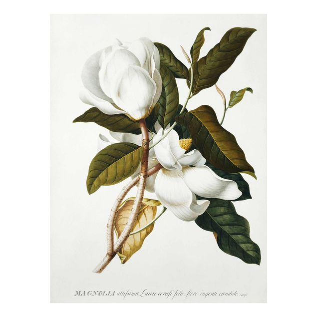Glasschilderijen Georg Dionysius Ehret - Magnolia