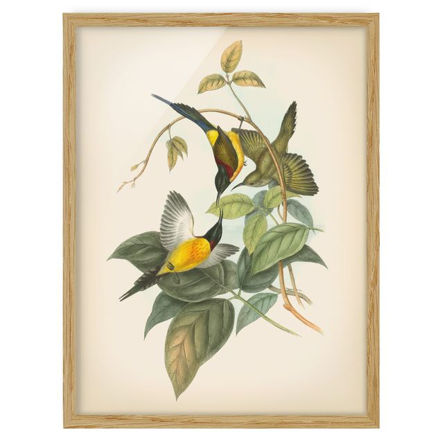 Ingelijste posters Vintage Illustration Tropical Birds IV