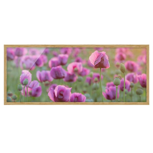 Ingelijste posters Purple Poppy Flower Meadow In Spring