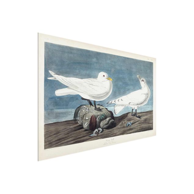 Glasschilderijen Vintage Board Ivory Gull