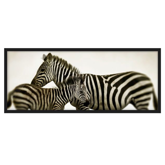 Ingelijste posters Zebra Couple