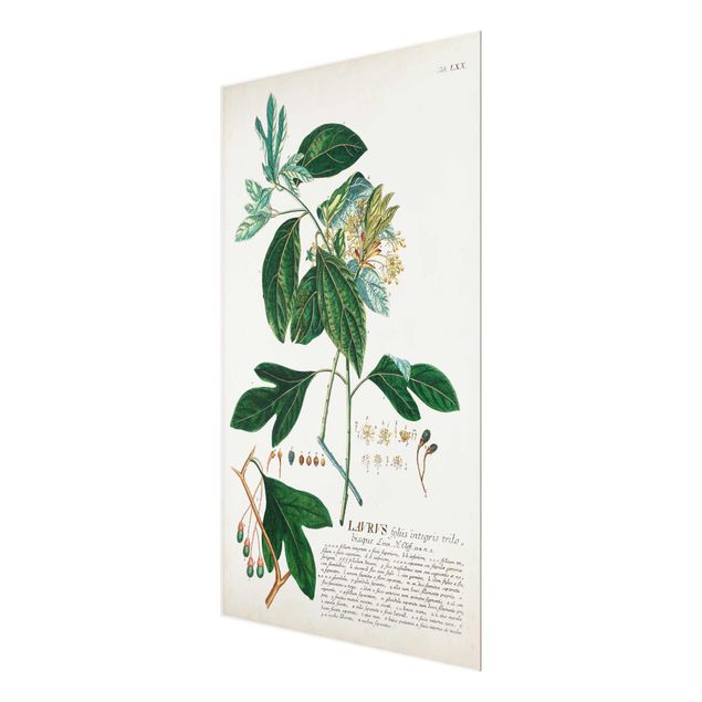Glasschilderijen Vintage Botanical Illustration Laurel