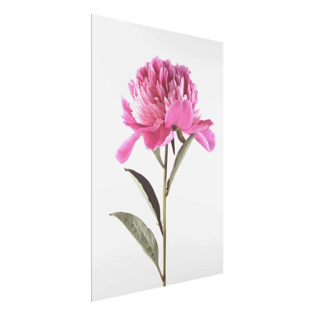 Glasschilderijen Blooming Peony Pink On White