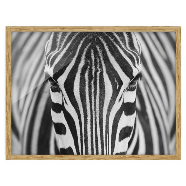 Ingelijste posters Zebra Look