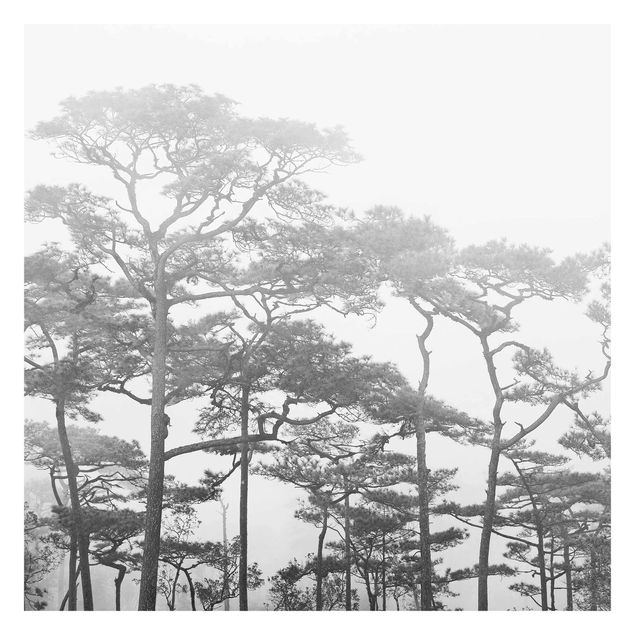 Fotobehang Treetops In Fog Black And White