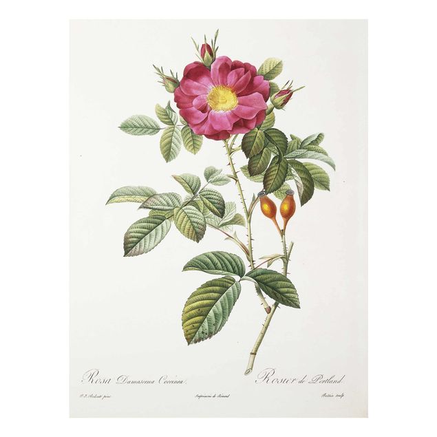 Glasschilderijen Pierre Joseph Redoute - Portland Rose
