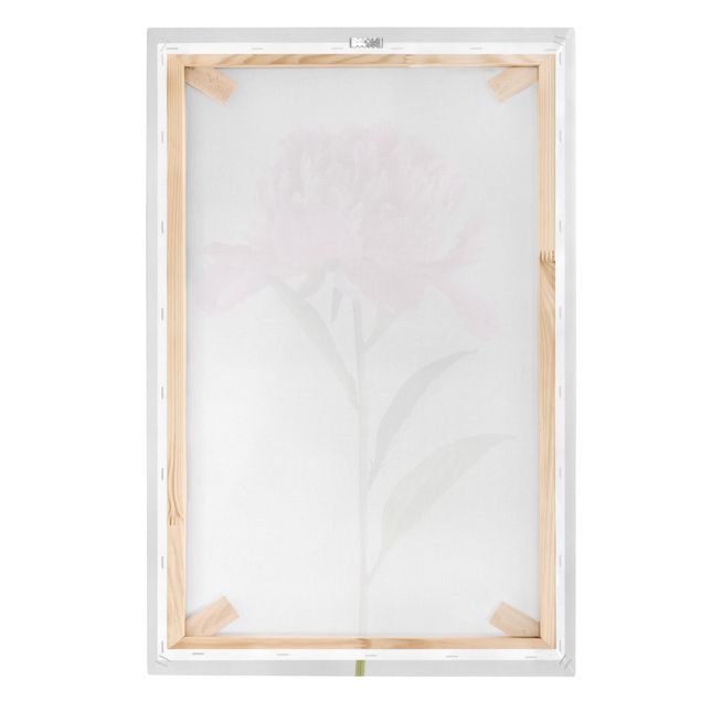 Canvas schilderijen Blooming Peony Pink On White