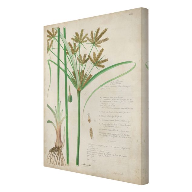 Canvas schilderijen Vintage Botany Drawing Grasses I