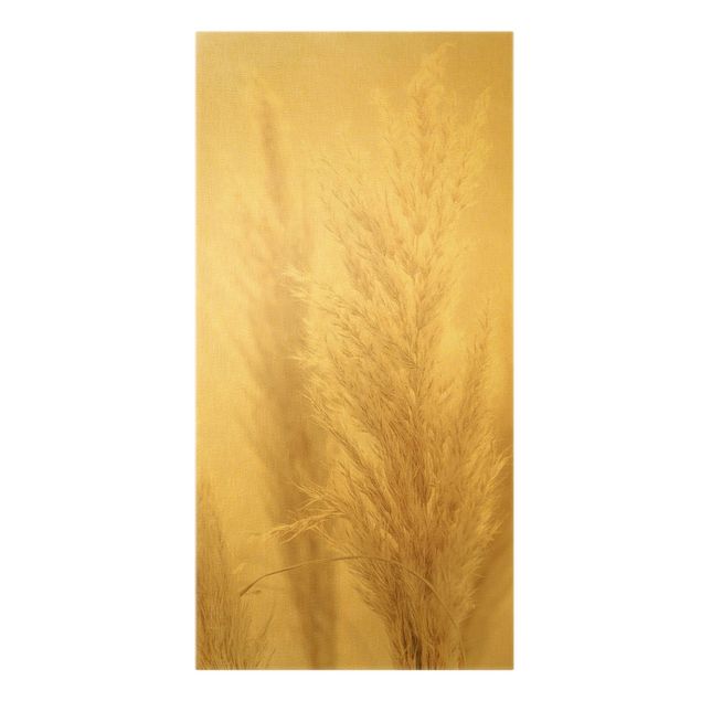 Canvas schilderijen - Goud Pampas Grass In Sun Light