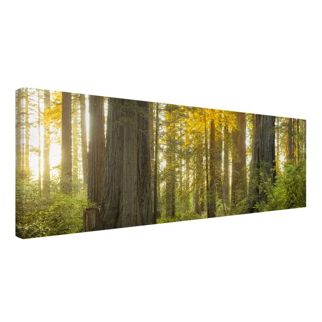 Canvas schilderijen Redwood National Park