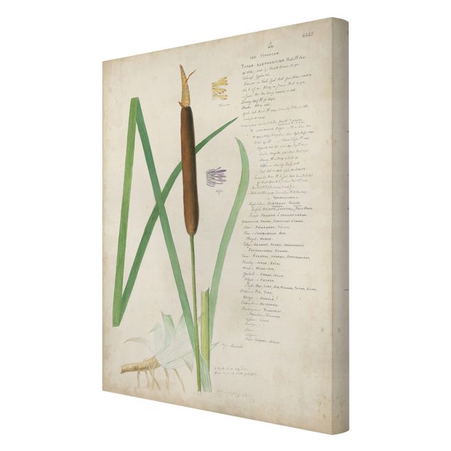 Canvas schilderijen Vintage Botany Drawing Grasses II
