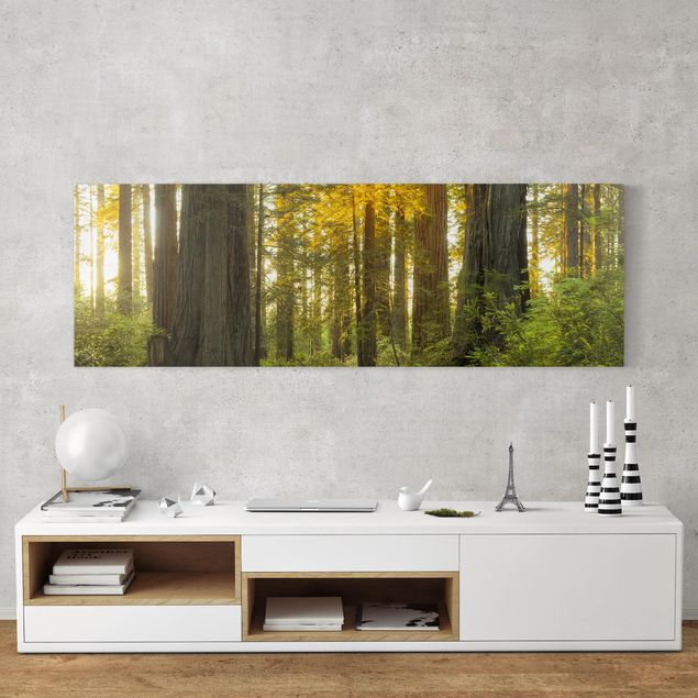 Canvas schilderijen Redwood National Park