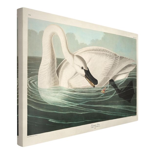Canvas schilderijen Vintage Board Trumpeter Swan
